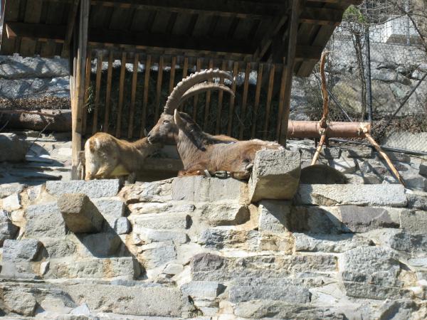 Alpenzoo